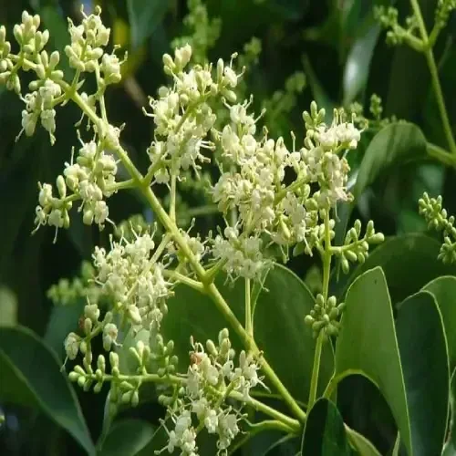 Ligustrum lucidum ait pigment